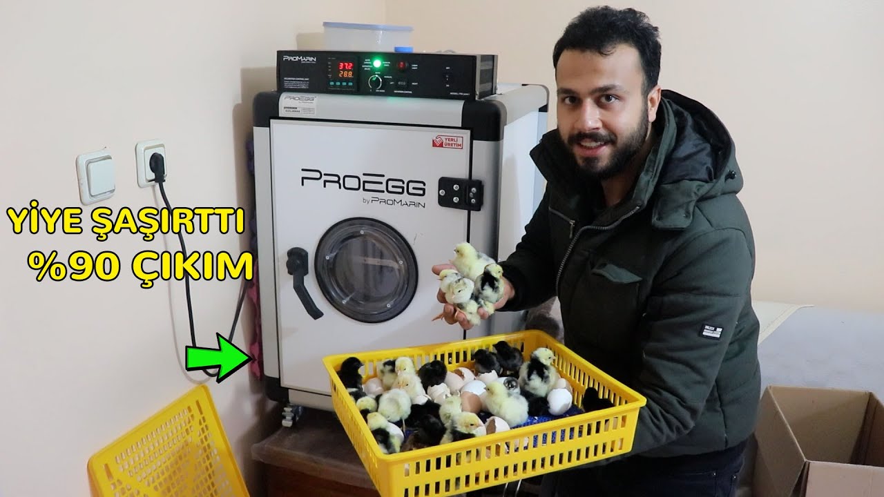 HARİKA BİR CİVCİV ÇIKIMI DAHA ! 7. Çıkım PROEGG KULUÇKA MAKİNESİ