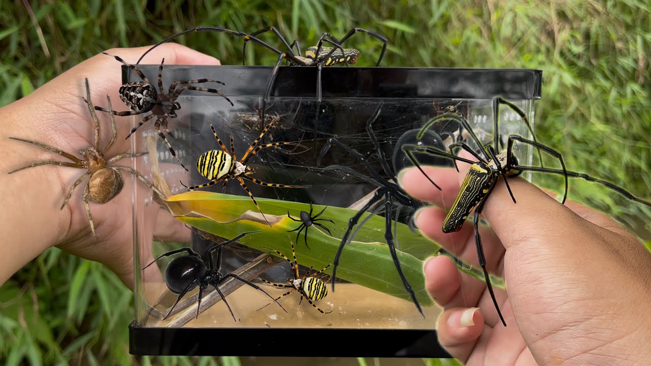 Hunting Spider in the Wild!