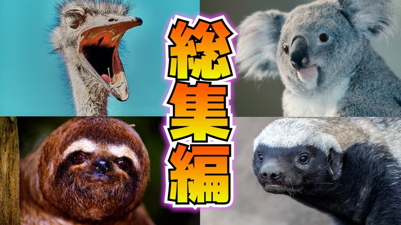 バチクソアニマル、みんな違ってみんないい【総集編】