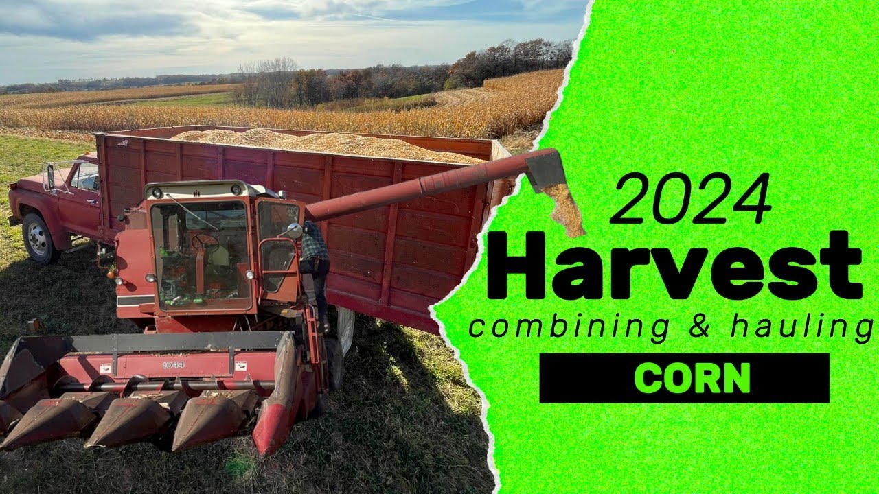 Iowa Corn Harvest 2024 | Hauling Corn and Combining with IH 1460