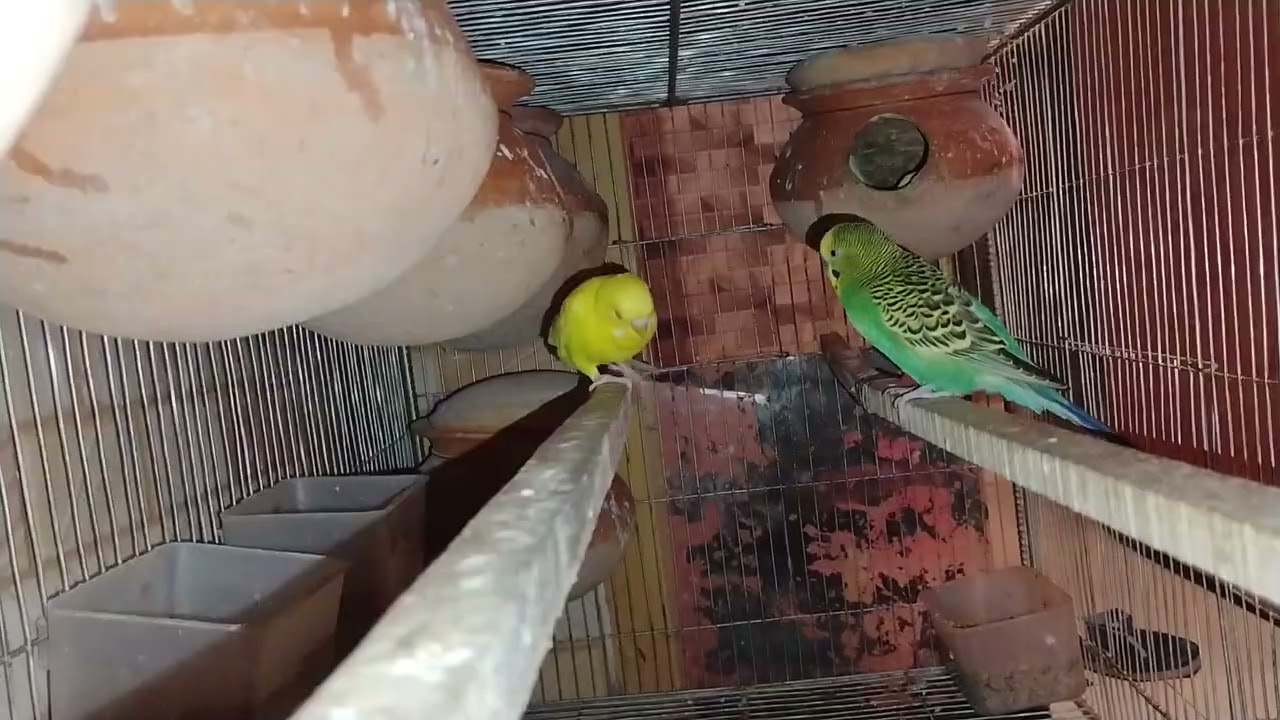ভালোবাসার পাখি গুলো দেখল মনটাই ভালো হয়ে যায় 