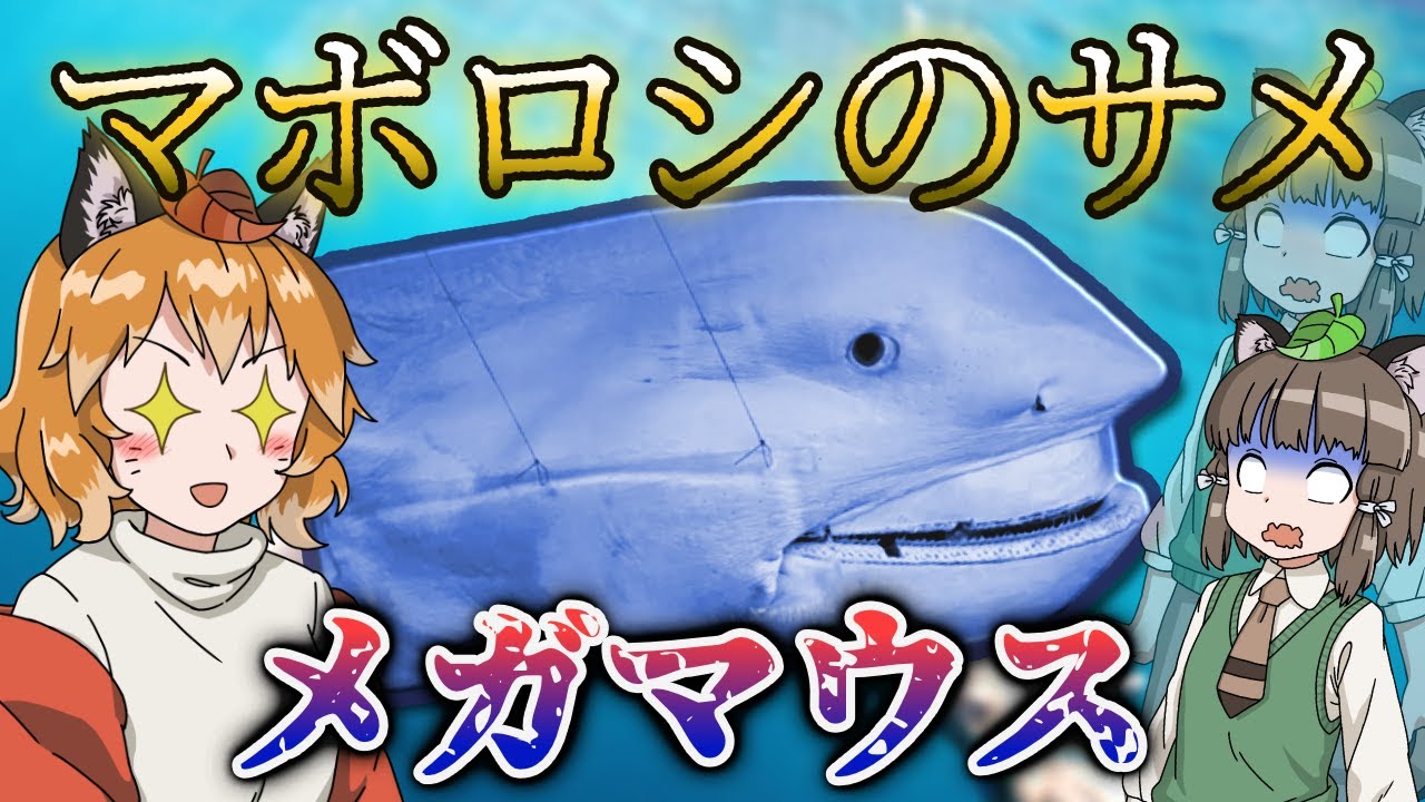 【ゆっくり解説】幻のサメ？メガマウスの謎多き伝説について【へんないきもの#51】