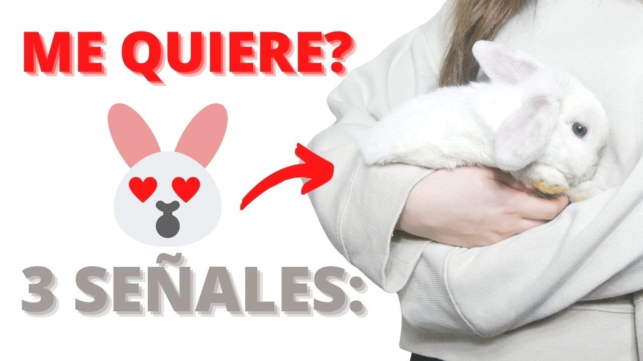 Como Saber Si mi CONEJO me QUIERE? - 3 Señales Fáciles de Detectar