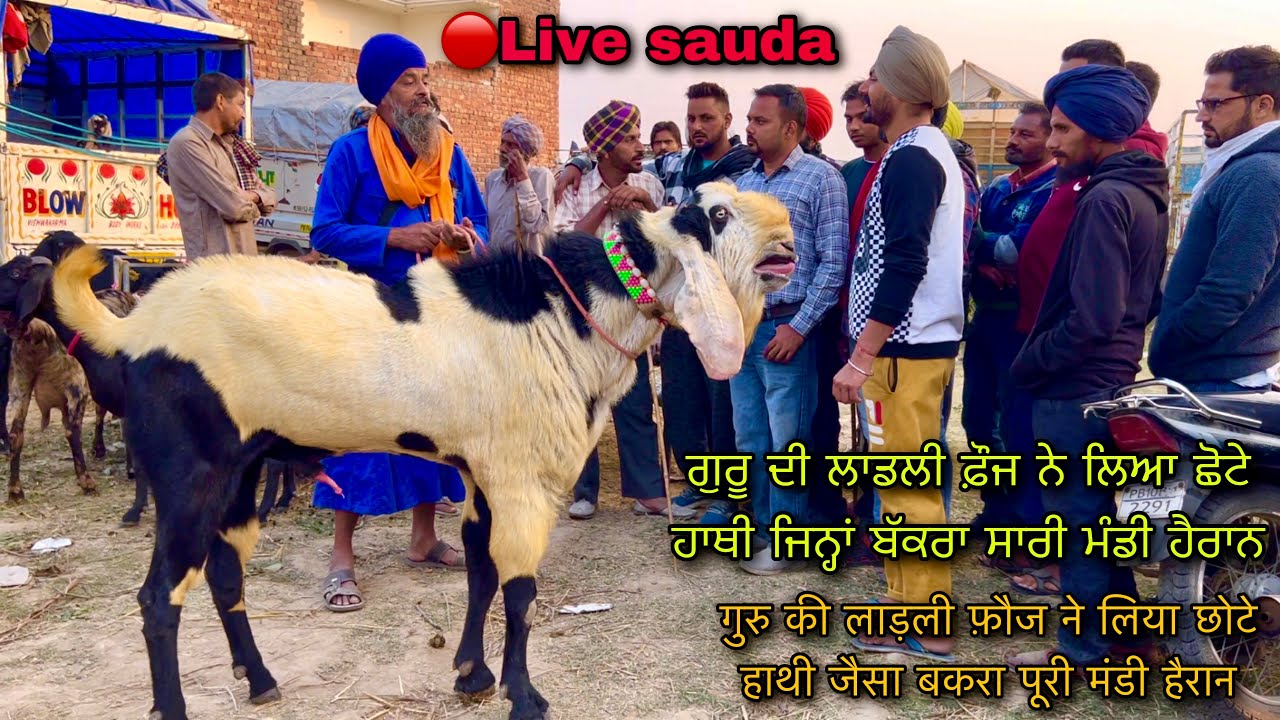 गुरु की लाड़ली फ़ौज ने लिया छोटे हाथी जैसा बकरा पूरी मंडी हैरान #live_sauda Mullanpur @farmingbaba
