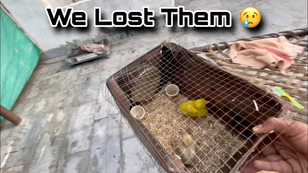 Protect Your Baby Chicks! (Learn from This) Daily vlog 