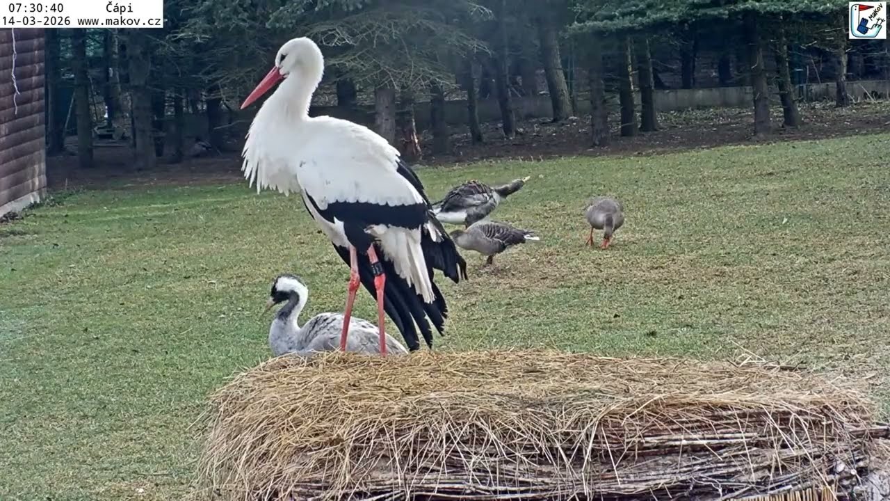 Úprk, klápání a husí zahánění