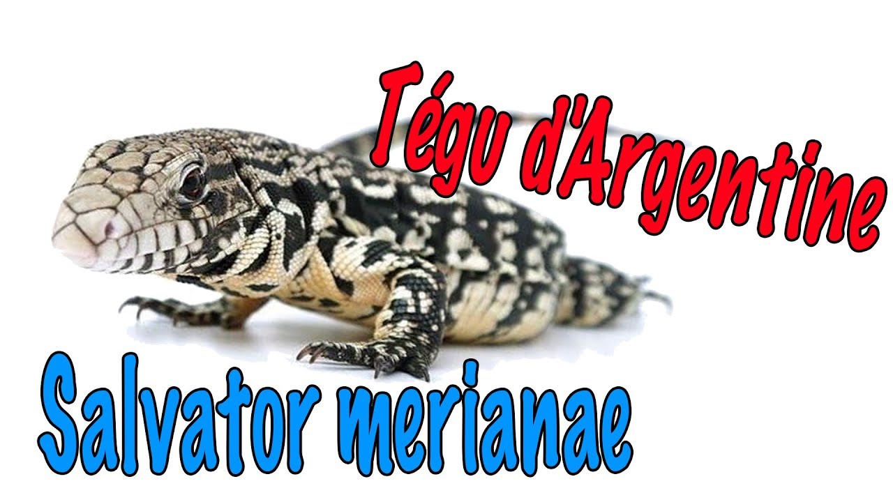 Présentation Tegu d'Argentine + Nourrissage