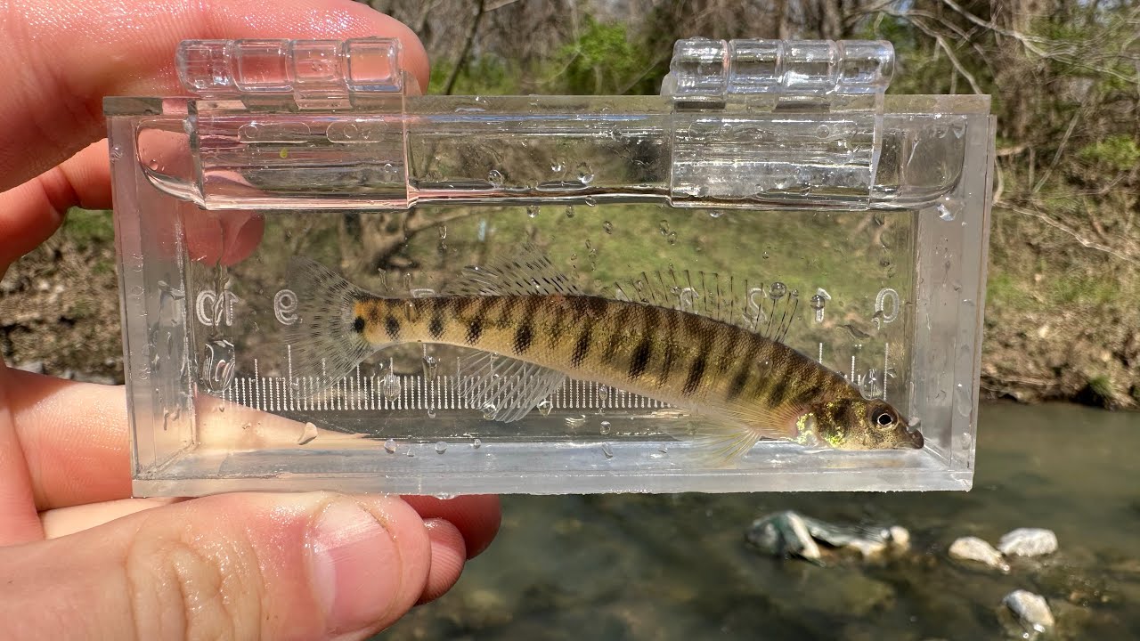 Exploring Town Branch Creek and Catching Cool Fish