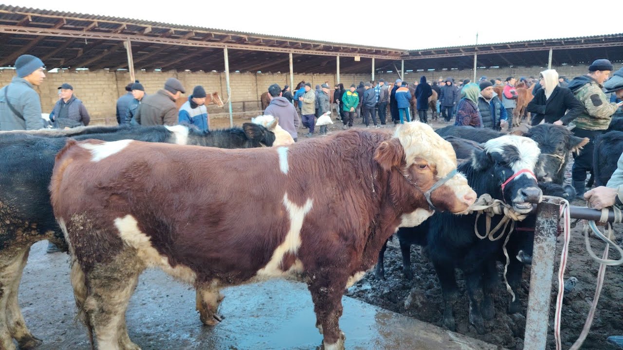 13.02.2026.SIRDARYO TUMANI MOLBOZORIDAGI MAYDA BUQA NARXLARI 