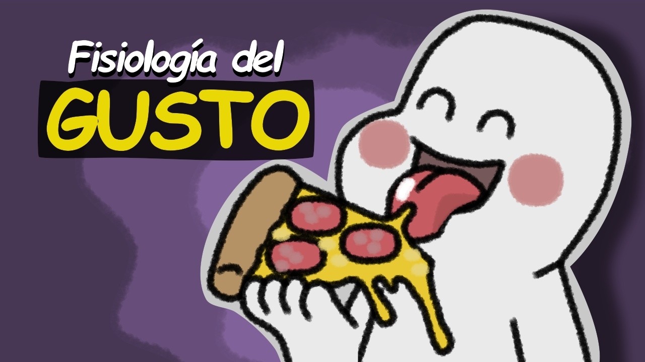 ✅Así funciona el sentido del gusto (animación)