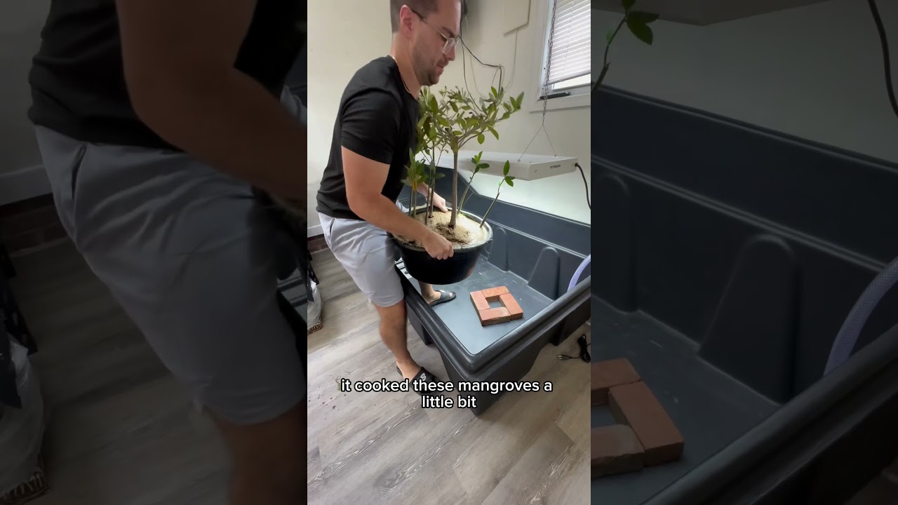 INDOOR Mangrove Pond! 🌱