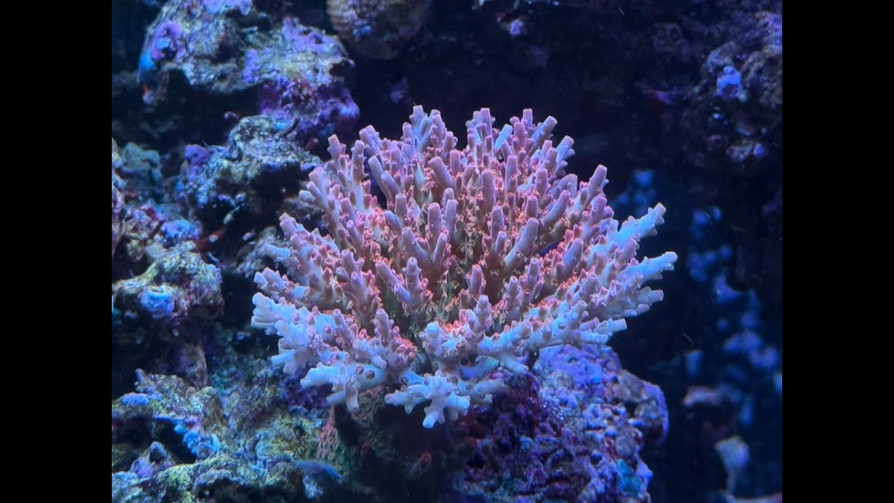 New Corals, Trace Elements, October Update  