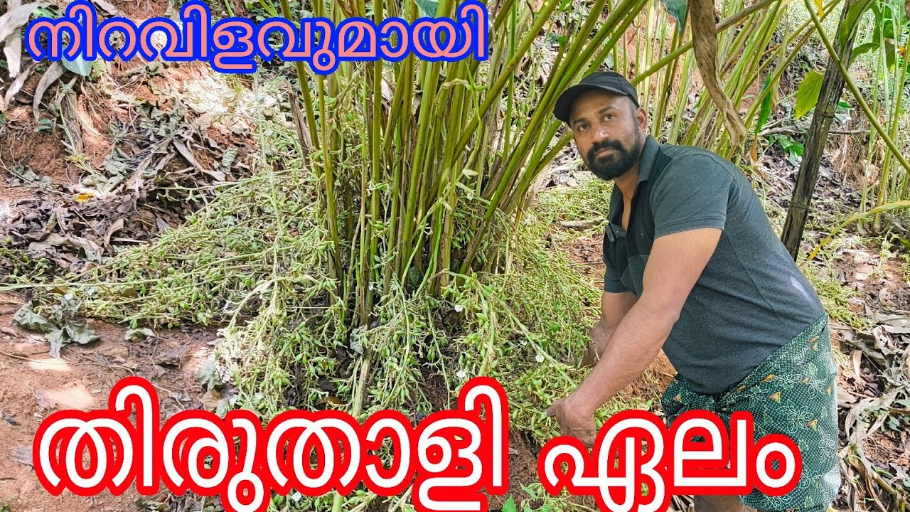 Cardamom Thiruthaly#High yeild Variety#agriculture#Antony Muniyara Vlogs