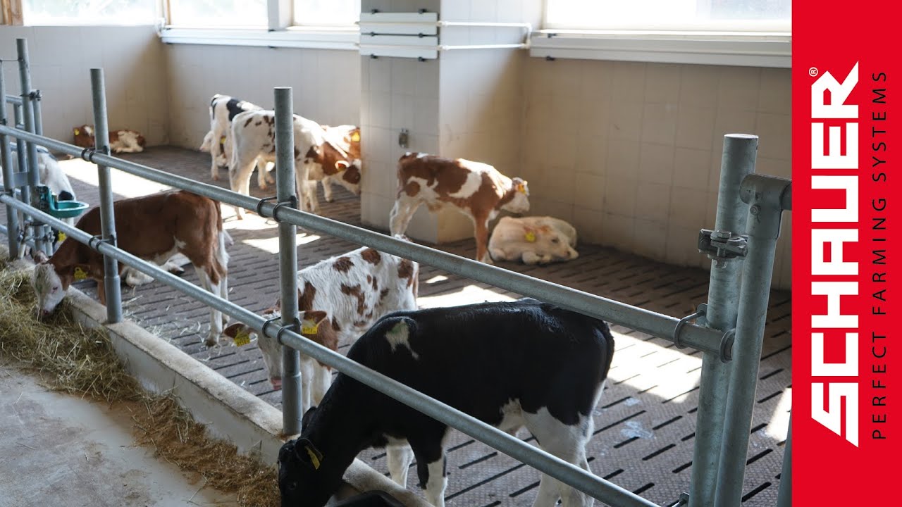 Vollklimatisierter Kälberstall für Kalb rosé Produktion!