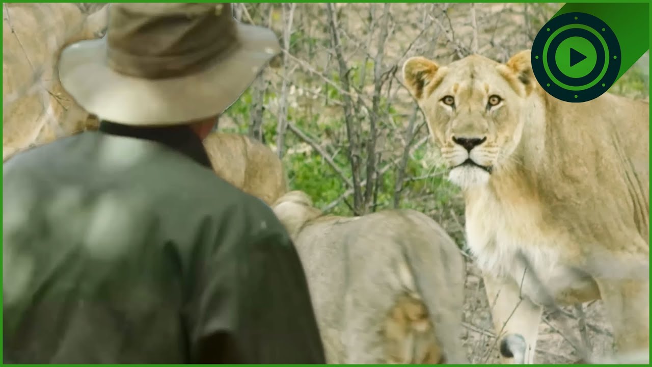Close Encounters with Africa’s Most Feared Animals | Carter's WAR