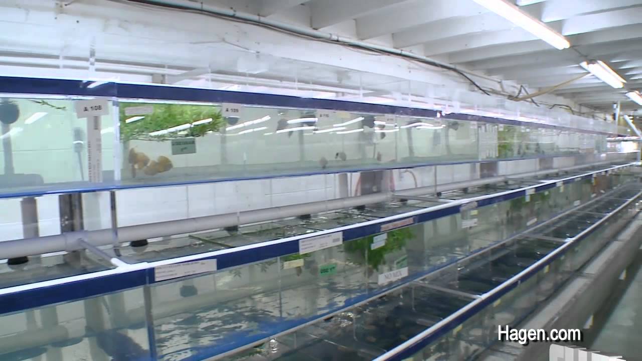 Segrest Farms in Tampa with hundreds of thousands of fish