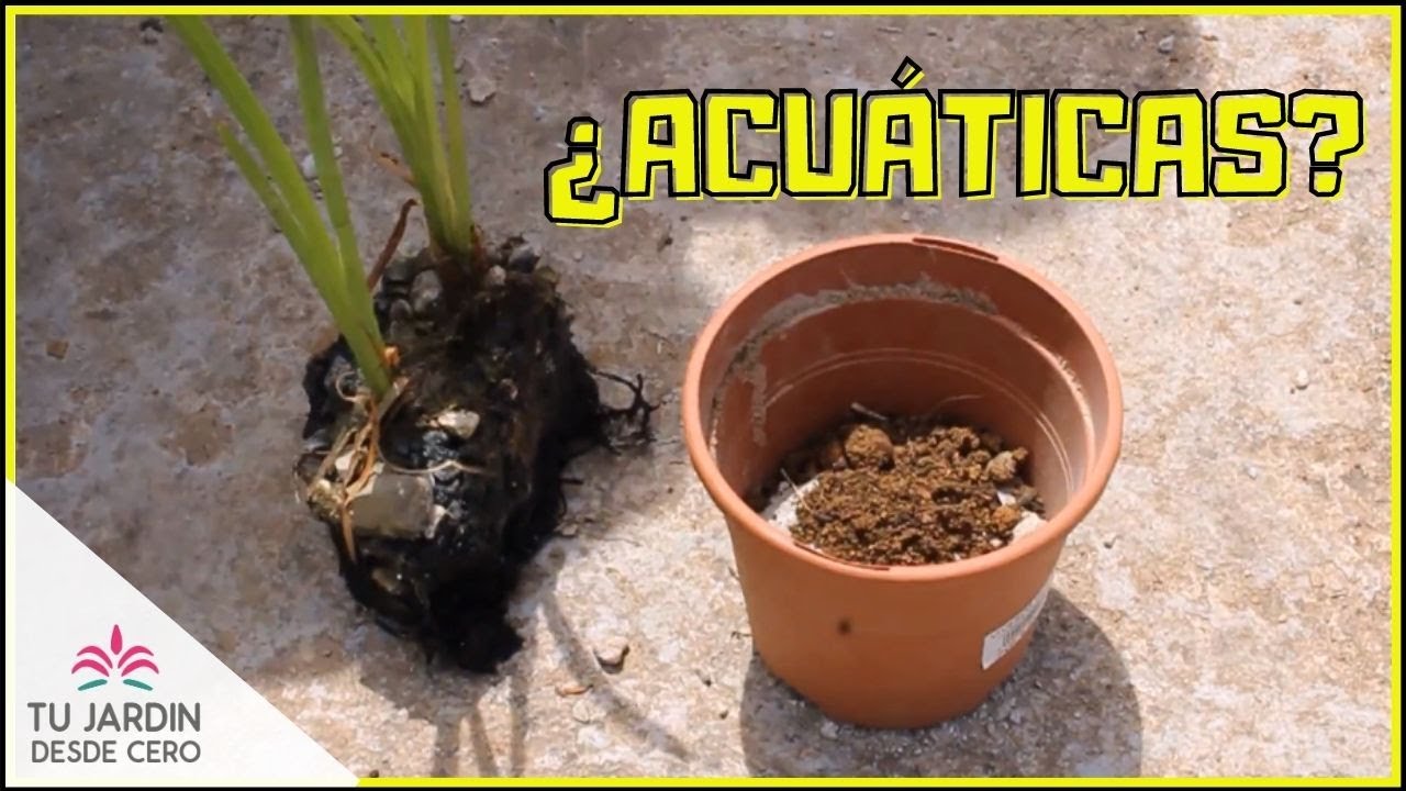 Primeras plantas para el estanque y cómo reproducirlas