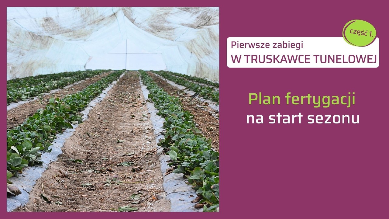 Start sezonu w uprawie truskawki w tunelu (cz.1). Pierwsze zabiegi fertygacji po czyszczeniu liści