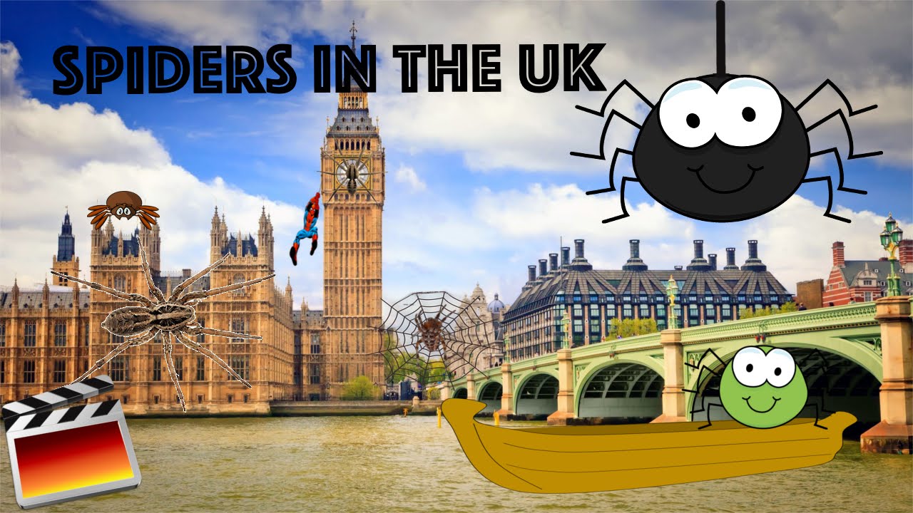 10 MOST COMMON SPIDERS IN THE UK
