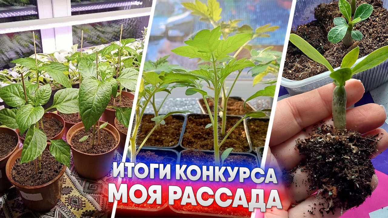 Итоги конкурса МОЯ РАССАДА