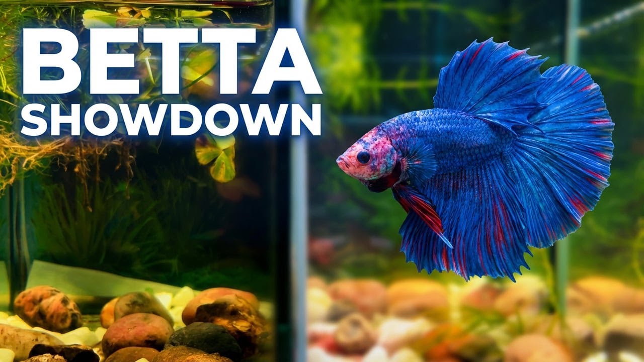Watching beautiful betta Fish with Relaxing Music in Aquarium set up I Cute betta fish #explore168