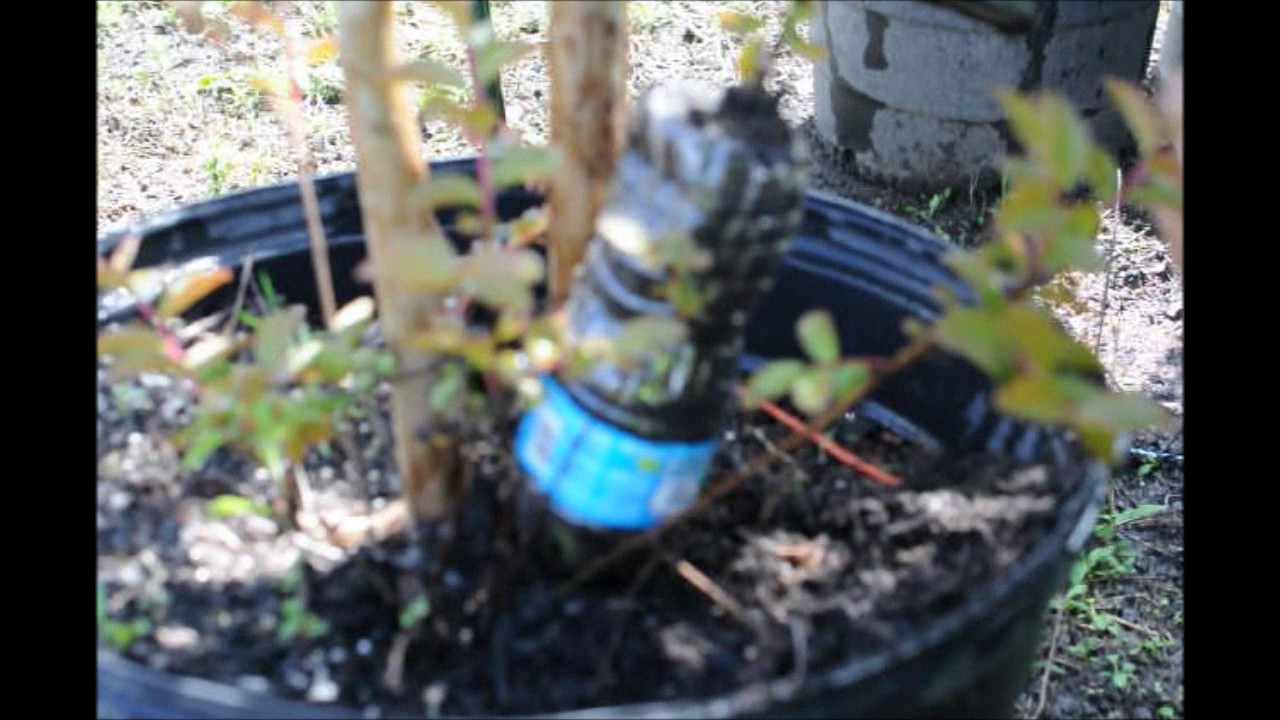 Grow More Crape Myrtles With water Bottles