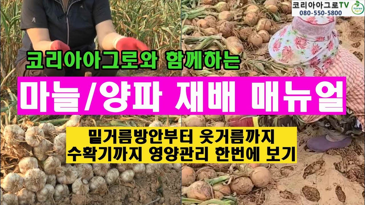 마늘/양파재배 매뉴얼 - 풀버젼 (밑거름부터 수확기까지 영양관리)