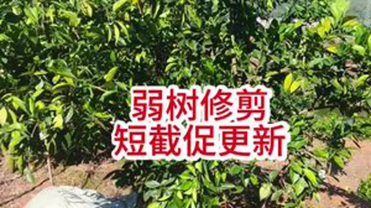 弱树修剪，短截促更新#果树修剪 ##果树管理#彪哥修剪立体结果 #柑橘种植
