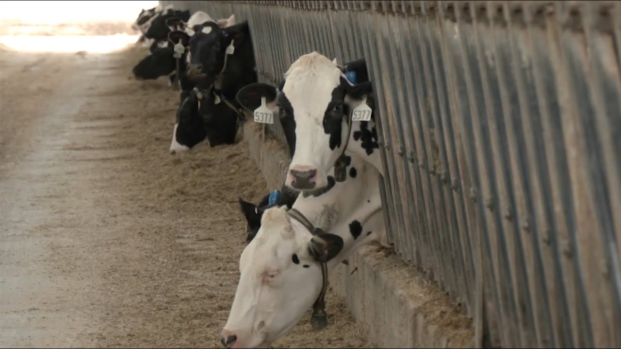 🥛 Dairy Industry 2025: Challenges & Optimism for Farmers 🚜