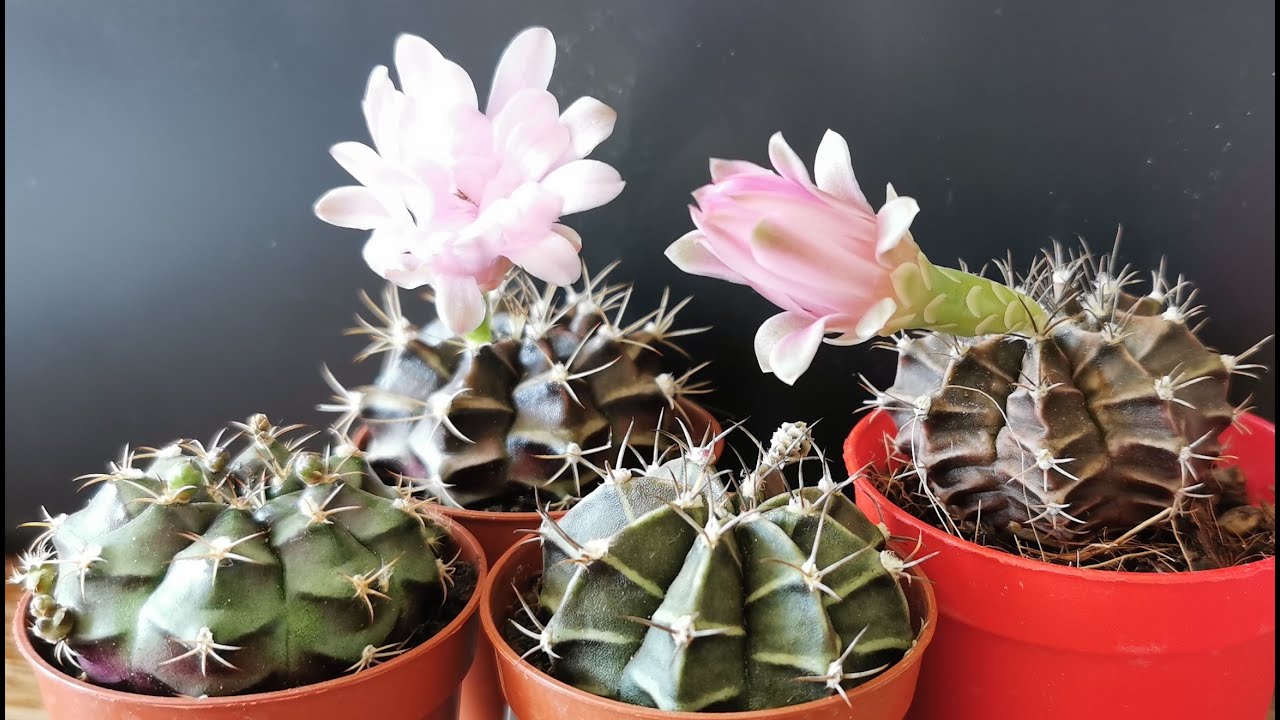 Gymnocalicyum: how I grow indoors in the UK the most beautiful cactus species in my collection