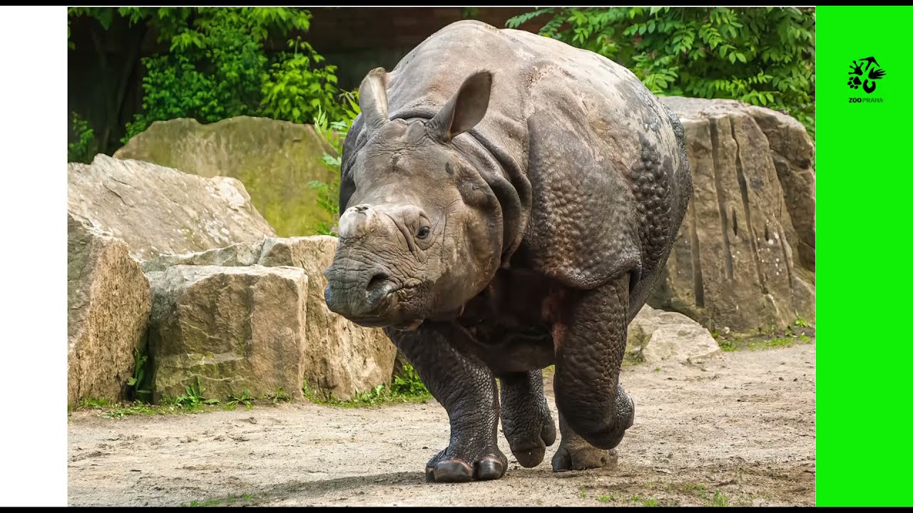 Pavel Brandl: Minulost a budoucnost chovu nosorožců v Zoo Praha