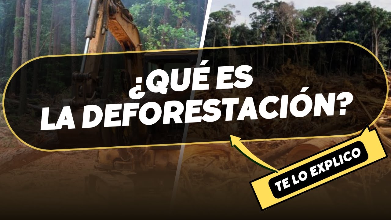¿Qué es la deforestación? Explicacion Facil