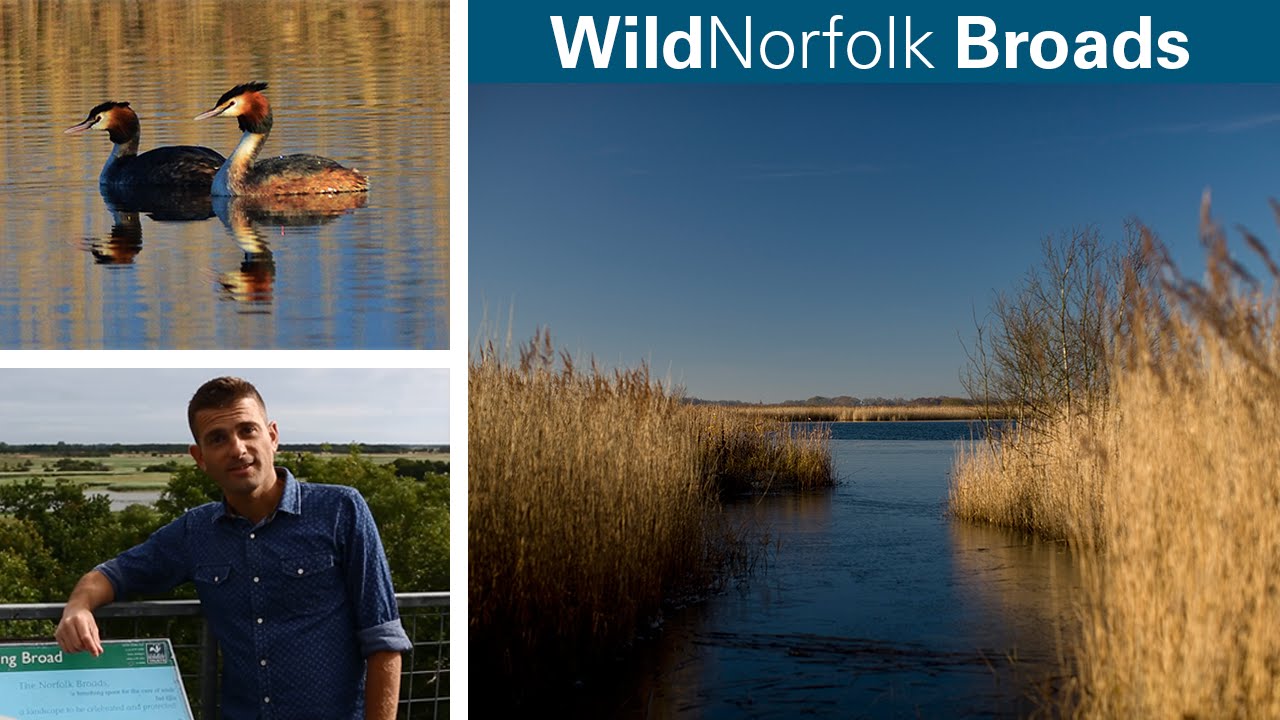 WildNorfolk Broads
