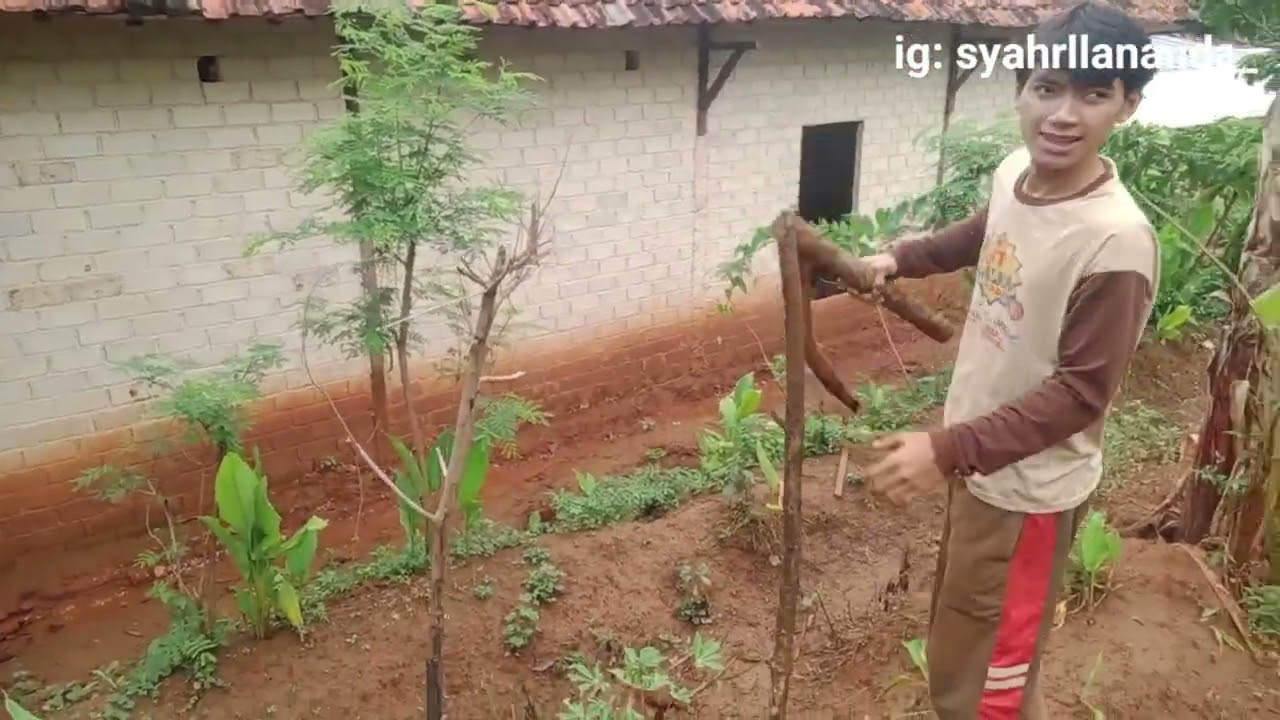 PART 2 MEMASANG TIANG KAYU BUAT PENYANGGA JARING AYAM ???? (Daily vlog) #syahrllananda 