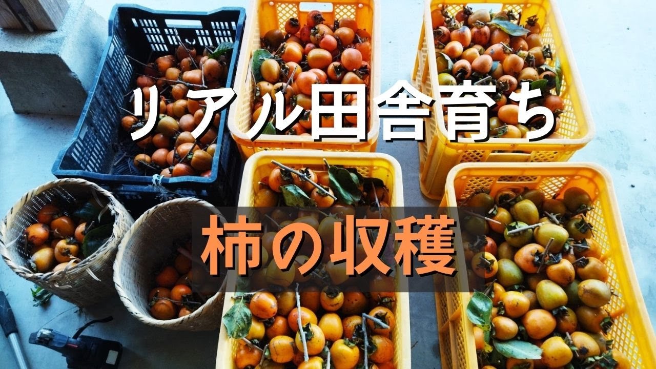 【リアル田舎見聞録】#1　初投稿　柿の収穫をしたよ！