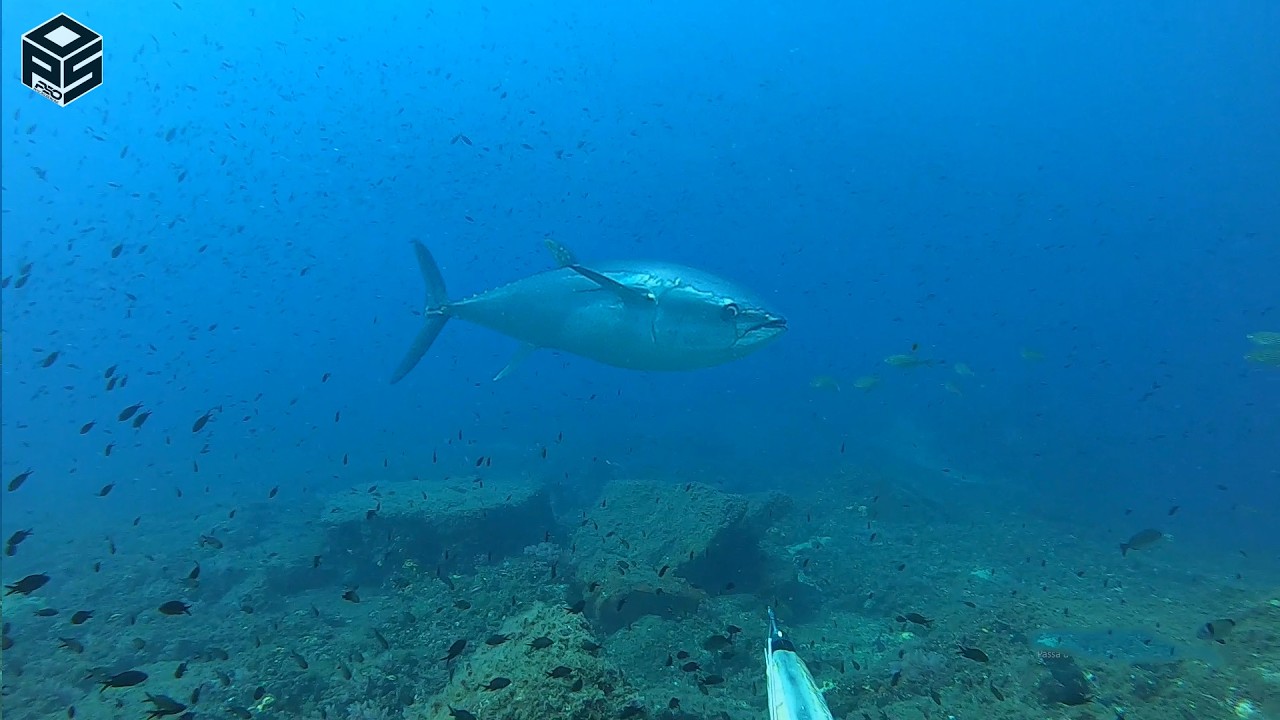 PESCASUB Tonno Gigante Ricciola Pesca subacquea Sottocosta Giant BLUEFIN TUNA SPEARFISHING