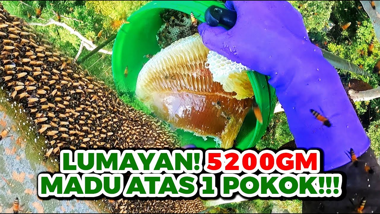 King Of HoneyBee Hunter Grabbed More Than 50KG From A Tree - Hasil Madu Yang Melimpah Ruah #eps255