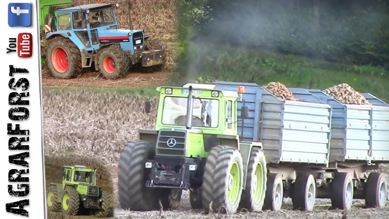 Kartoffelernte 2017 mit YOUNGTIMER Traktoren! - MB Trac 1300/1500 und Eicher 3108 Turbo