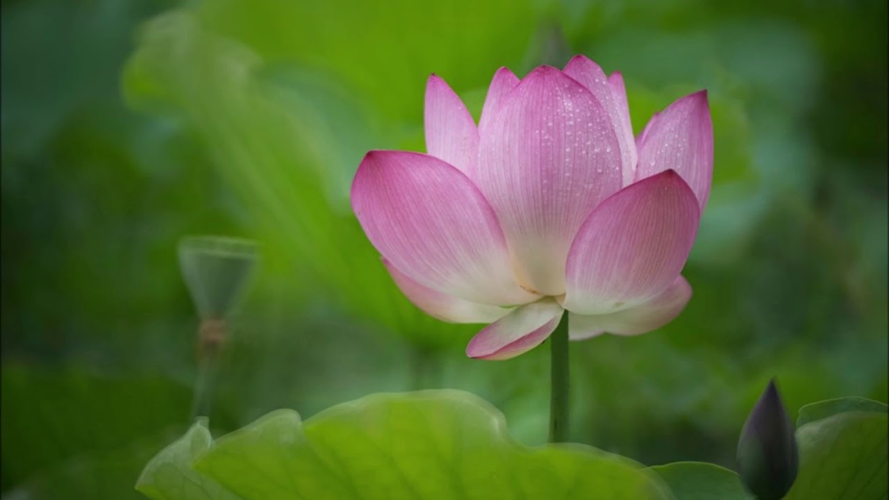 2019 11 06 衍空法師 禪修開示《慈悲觀》