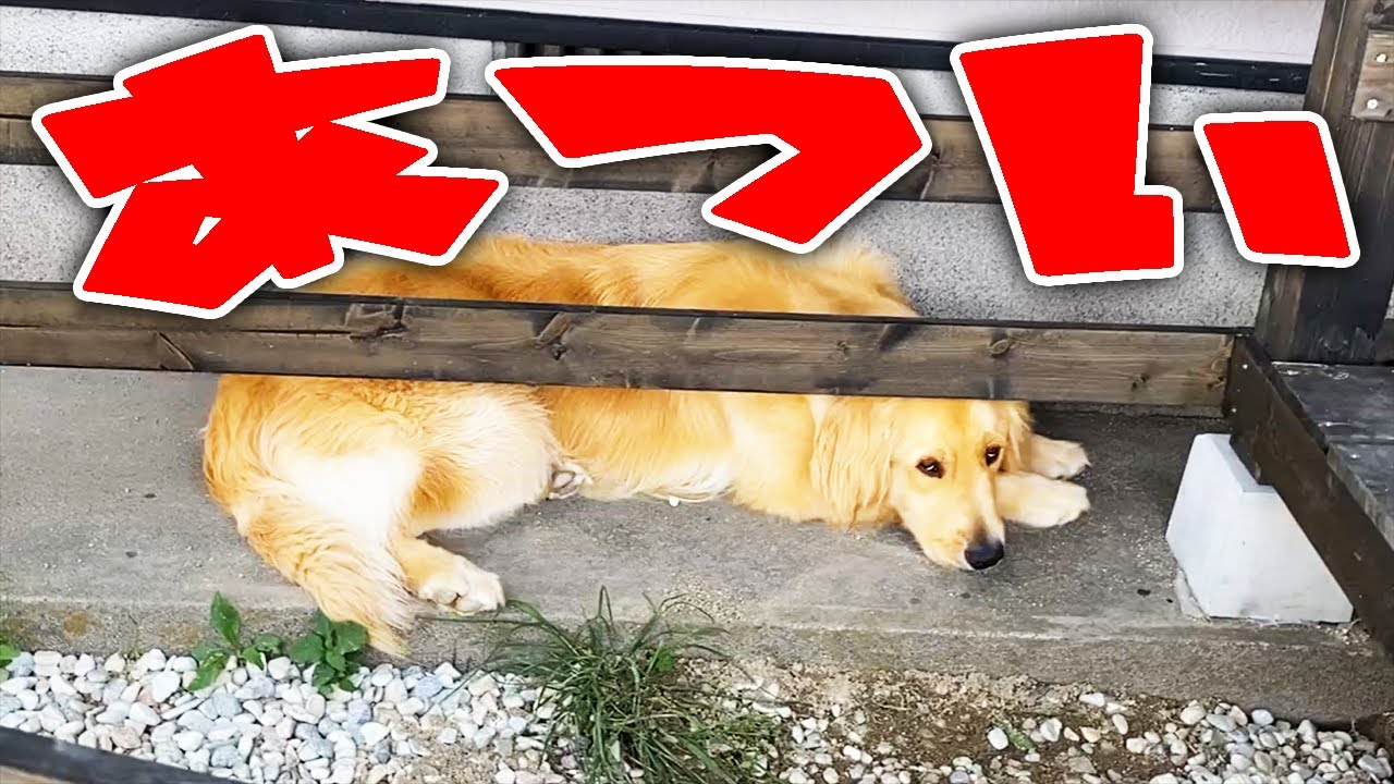 暑い時にヒンヤリした所を探すゴールデンレトリバー