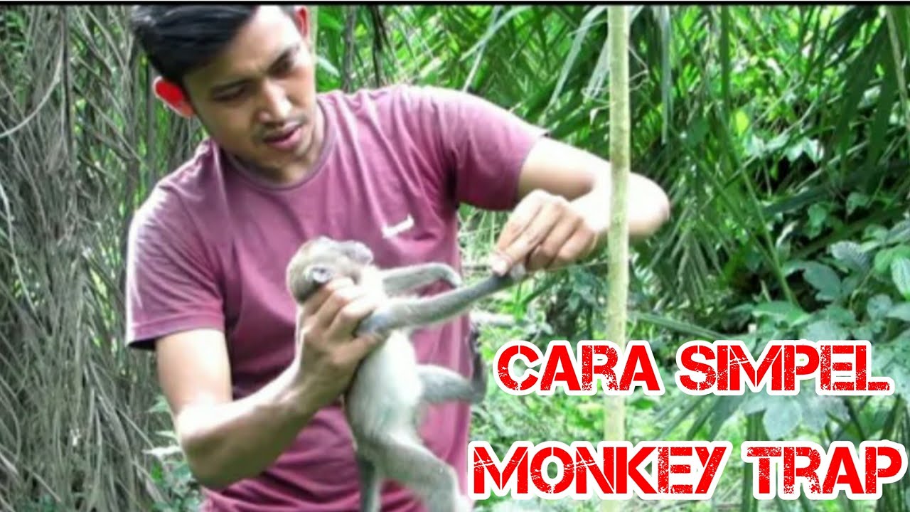 cara mudah membuat jebakan monyet di kebun