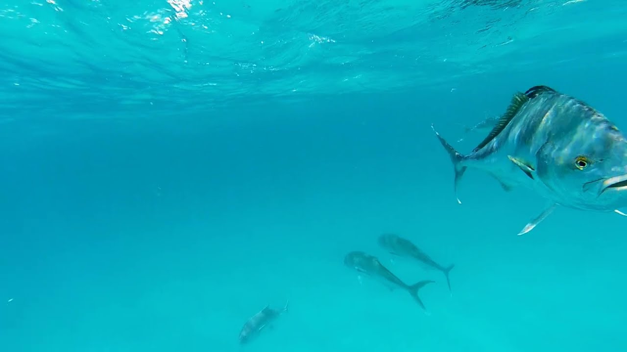 FLY FISHING ROOSTERFISH IN THE BAY OF DREAMS FLYFISHMEX