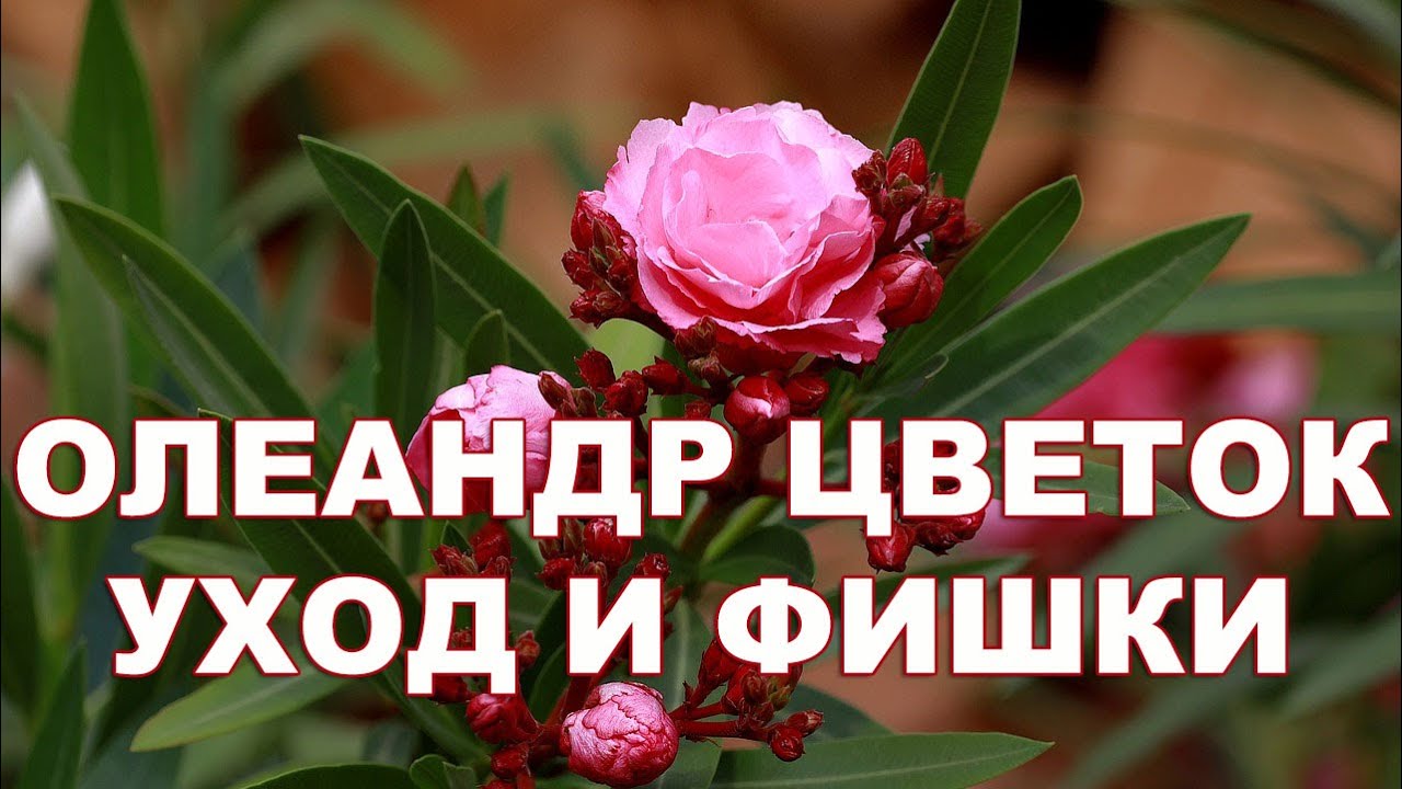 Олеандр цветок для сада и дома, уход, посадка
