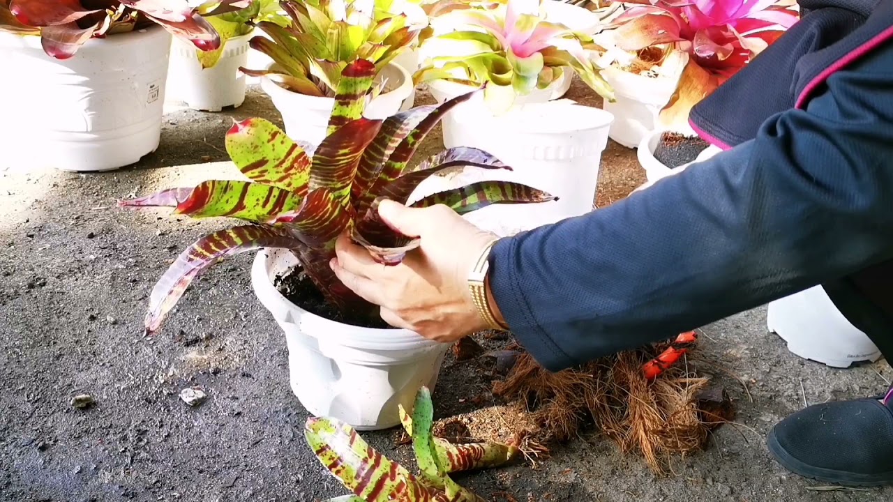 MENANAM ANAK BROMELIAD HIGH VOLTAGE