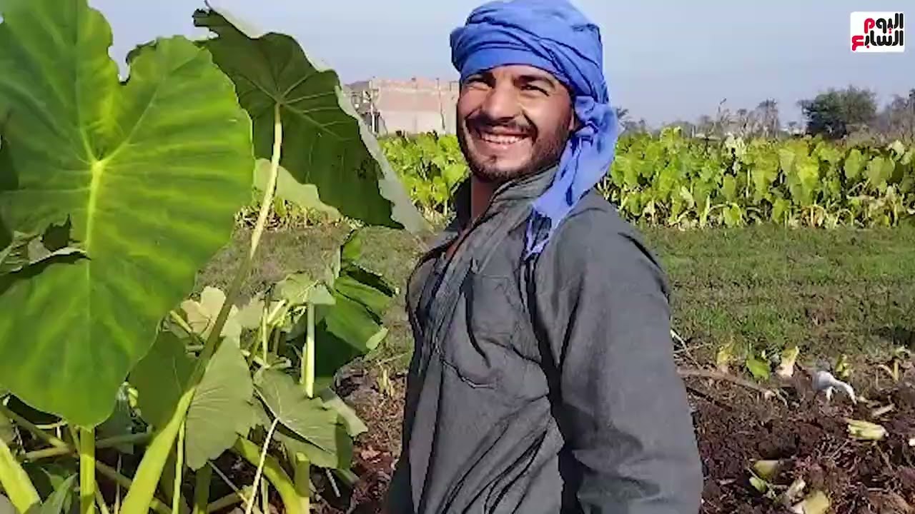 قرية عزبة النخل فى المنيا الأولى فى إنتاج القلقاس.. شاهد فرحة المزارعين بحصاد المحصول