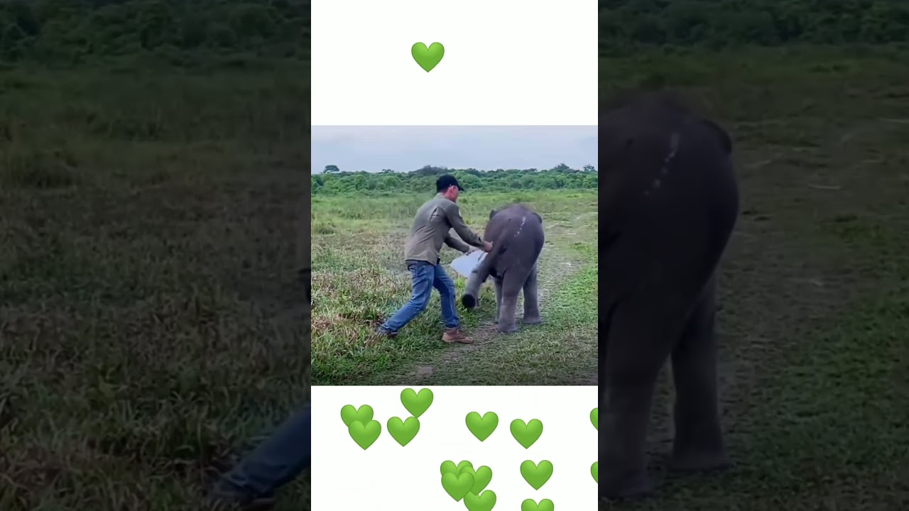 ARMS WIDE OPEN FOR A BABY ELEPHANT HUG 🐘🤍