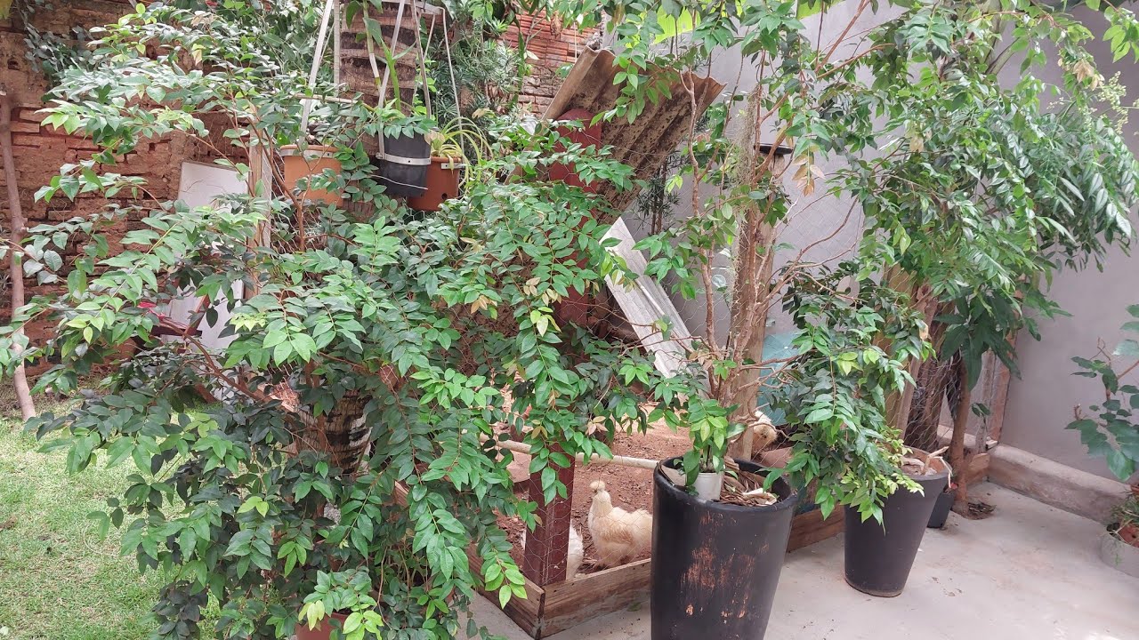 Como adubar a jabuticabeira em vasos para floração e frutificação