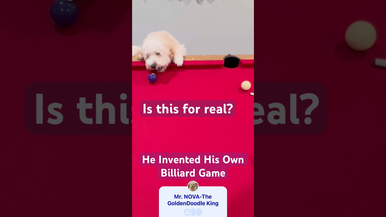 Golden Doodle NOVA Invented His Own Pool Table Game 