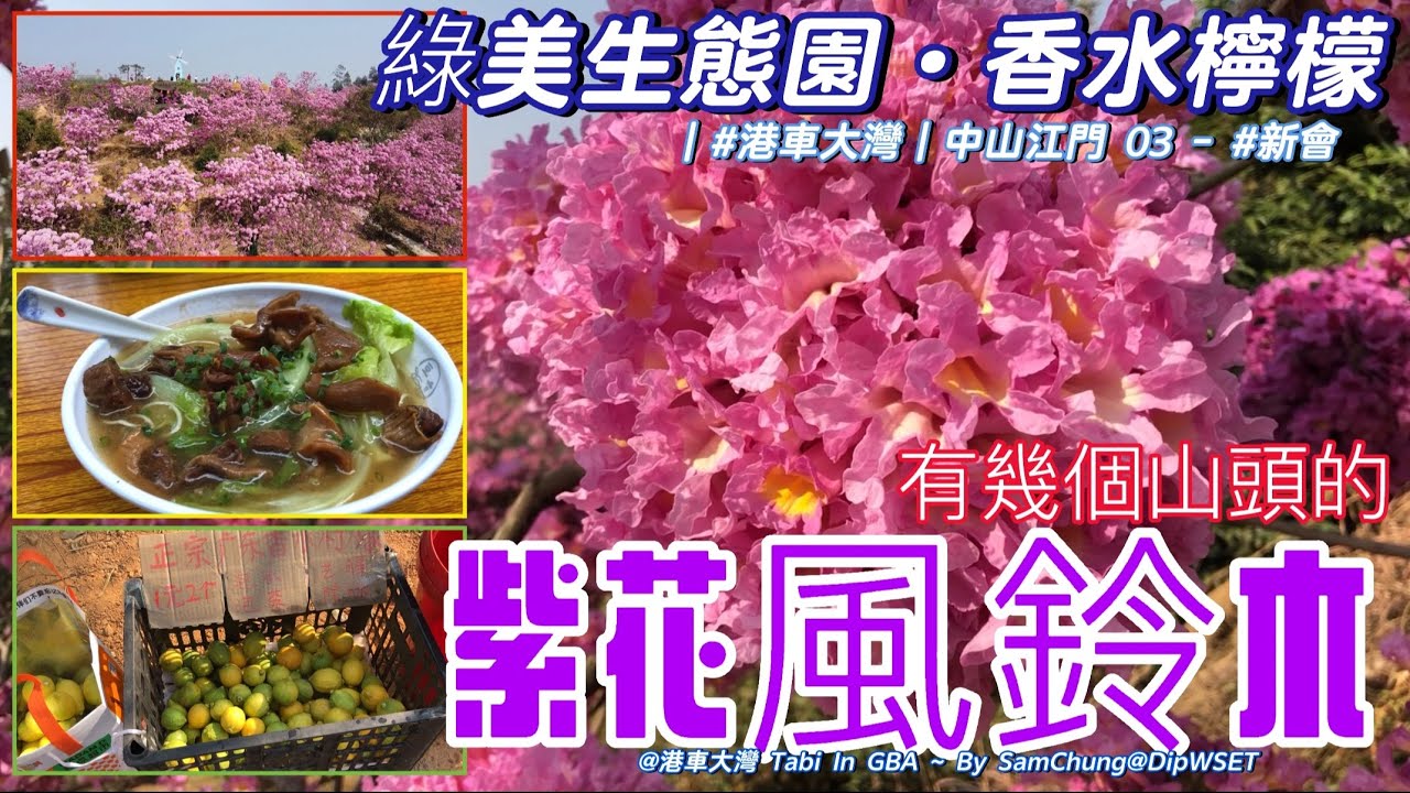 [港車中山·江門③]  新會：绿美生态园-遍佈幾個山頭 紫花风铃木 限時優惠 [ S25008］