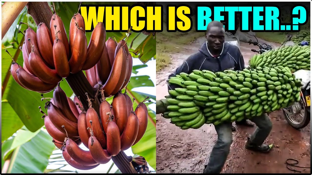 Best BANANA VARIETIES for Commercial Banana Farming